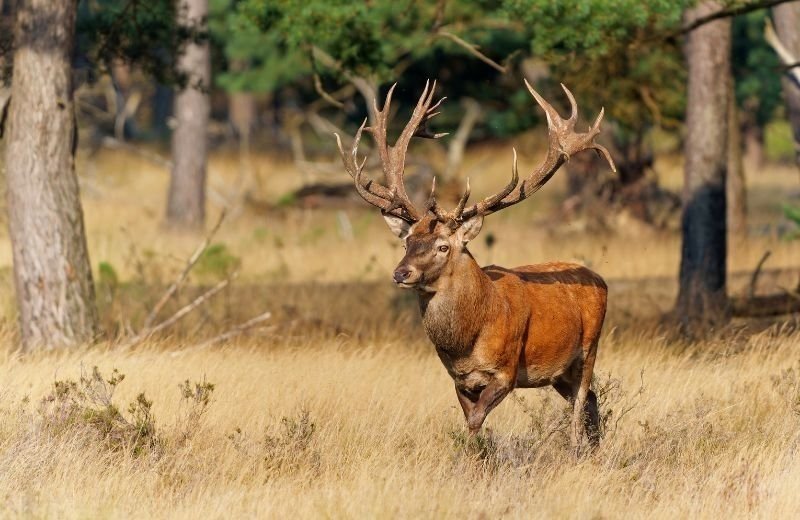 Ferienpark apeldoorn veluwe hertenhorst